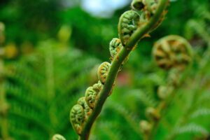 シャトレーゼの無添加お菓子はどこで買える？