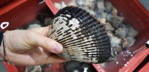 無印の無添加お菓子は健康志向の人にどれがおすすめ？